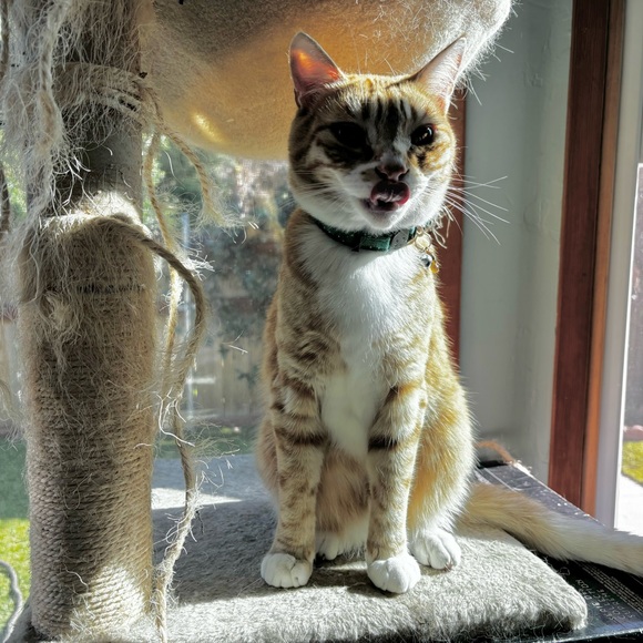 Live Show Notifications 🔔 🐈 - Picture 7 of 13